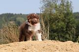 BERGER AUSTRALIEN PUPPIES 074